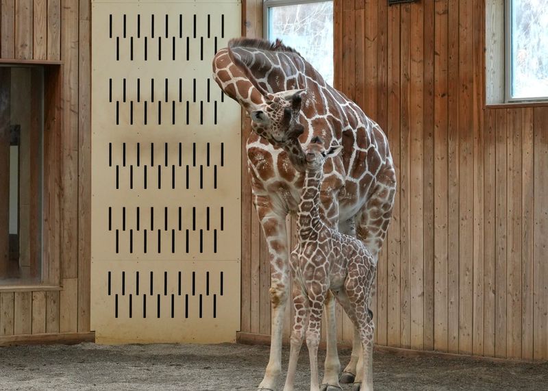 A baby female giraffe was born at the Detroit Zoo on Nov. 23, 2025.