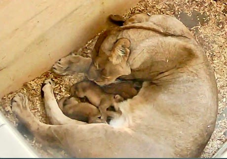 Amirah and her lions three cubs at the Detroit Zoo.