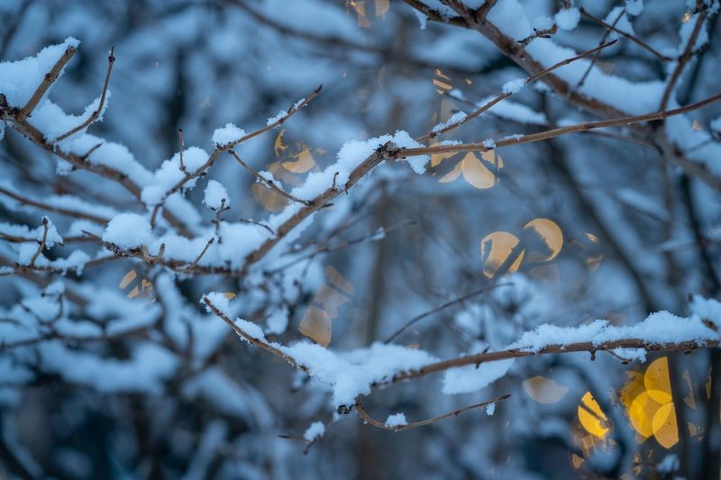 Snow covered tree branches on 9 Mile in Ferndale as heavy snowfall blankets the Metro Detroit area on Wednesday, Jan. 25, 2023.