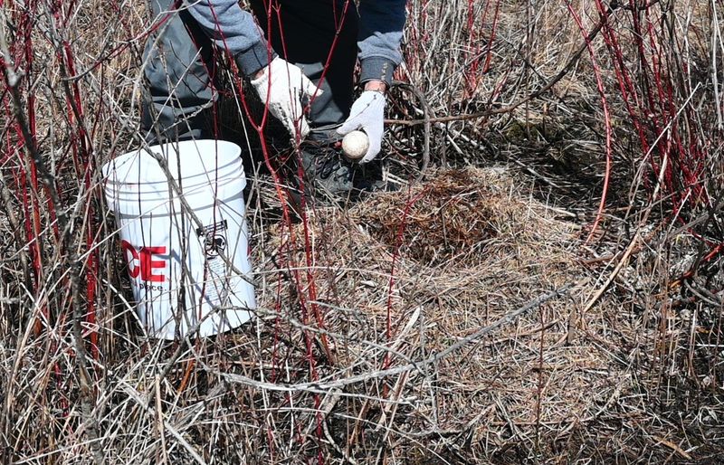 Dennis Smith collects goose eggs on Marble Lake in 2024 under the Marble Chain of Lakes Association permit.