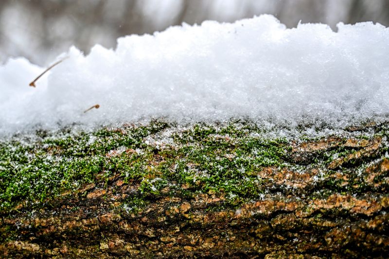 Moss and snow layer on top of a log at Regent Park on Wednesday, Dec. 10, 2025, in Lansing.