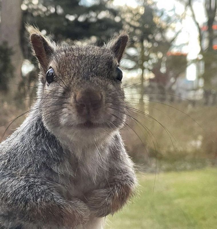 Is it legal to feed wild animals in Michigan?