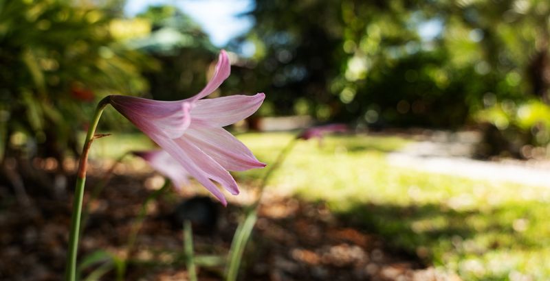 Flowers bloom at the Berne Davis Gardens in Fort Myers on Tuesday, Dec. 16, 2025. The Fort Myers-Lee County Garden Council, Inc designed and provides the care of the gardens. They are open to the public on Tuesdays and Thursdays from 10am-1pm.