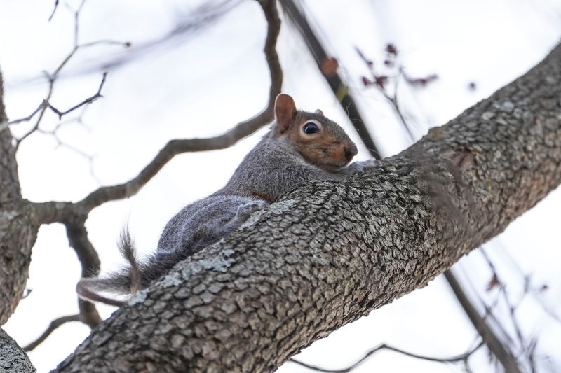 A squirrel with a very thin tail hangs out in a tree after being spotted by the camera in North Knoxville on Jan. 3, 2025.