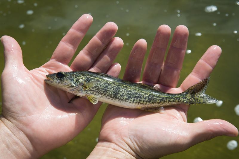 A walleye fingerling. Seven species were stocked this fall: Atlantic salmon, brook trout, brown trout, lake trout, rainbow trout, walleye and muskellunge.