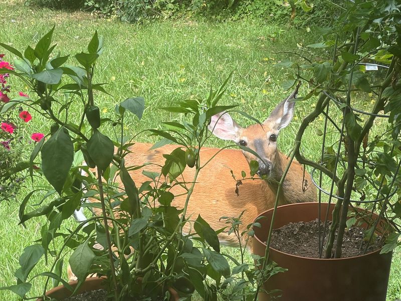 A deer caught checking out potted plants on a deck in Southfield in the summer of 2025. The City of Southfield is planning its first urban deer cull, along with the City of Farmington Hills, in early 2026.