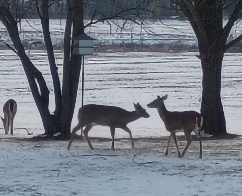 Deer explore a list dusting of snow.