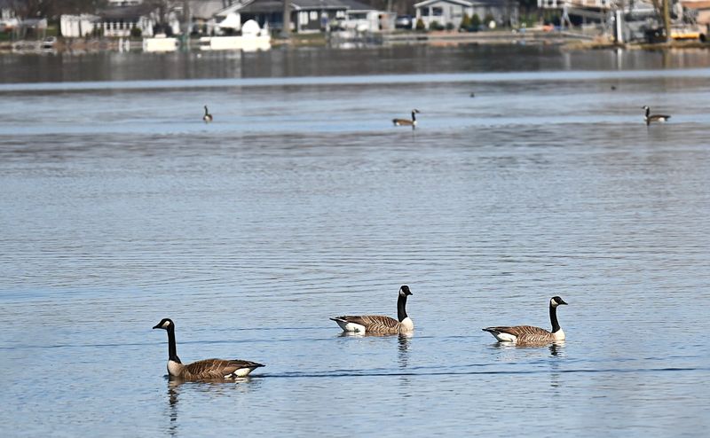 Canada geese populate area lakes year-round causing health and water quality issues.