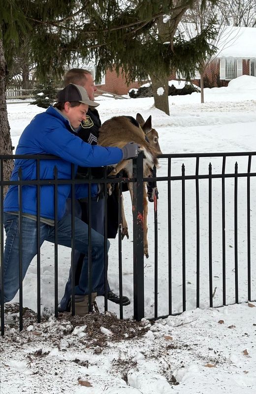 Michigan State Police Sgt. Scott Wehler, right, and a homeowner rescue a deer caught in a wrought iron fence in East Grand Rapids on Monday, Feb. 9, 2026.