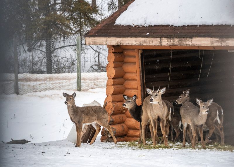 Deer make their way to a feeding station in an enclosure at Iron Mountain City Park on Wednesday, Feb 11, 2026. The Iron Mountain City Council voted last week to close the city's public deer pen and kill the deer, citing decades of inbreeding, poor health and inadequate shelter.