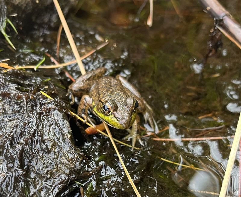 Friends of the Rouge's annual frog and toad survey provides data not only on how well the animals are doing, but on the health of the Rouge River watershed and its wetlands.