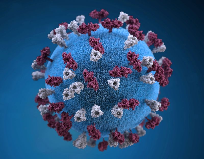 An illustration provides a 3D graphical representation of a spherical-shaped, measles virus particle studded with glycoprotein tubercles.