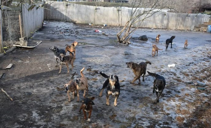 Pictured are some of the 61 dogs seized from a Flint Township home on Tuesday.