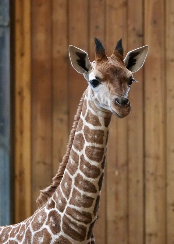 Okidi, a giraffe calf born on Nov. 23, 2025, has died.
