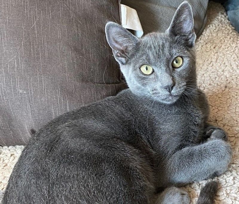 Yukon is available for adoption at the Cat Rescue and Adoption Network in Lane County.