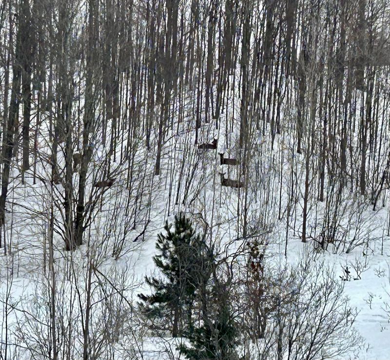 Elk seen in the median along Interstate 75 in Otsego County on March 1, 2026.