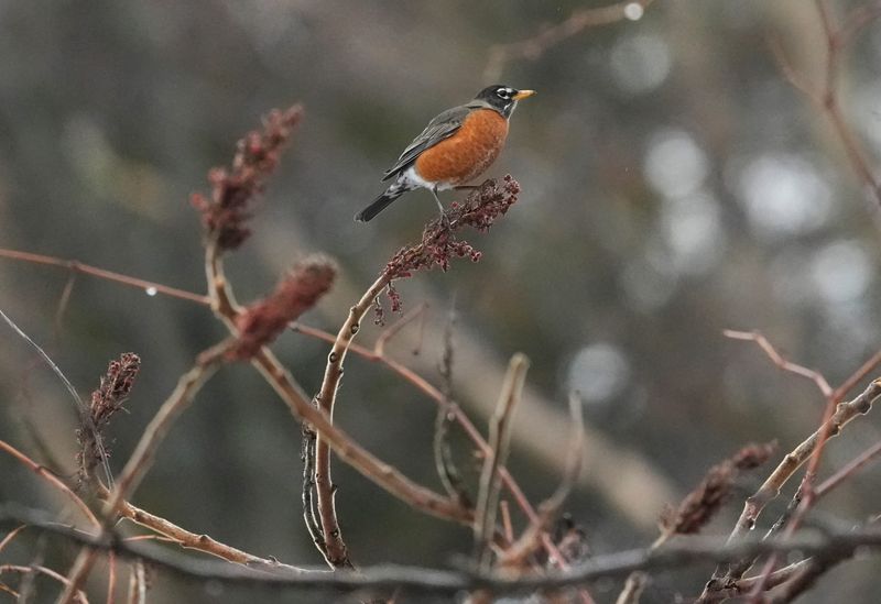 A lone American robin perches on a tree top near the entrance to the Yanty Creek Nature Trail on Feb. 27, 2025.