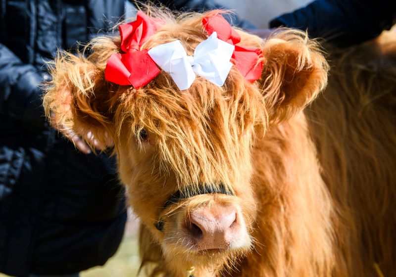 Pumpkin, an eight-month-old mini Highland cow, wears bows in her hair during the Sound & Snuggles event at Mini Mitten Acres farm in Davison, Mich., Saturday, March 14, 2026.