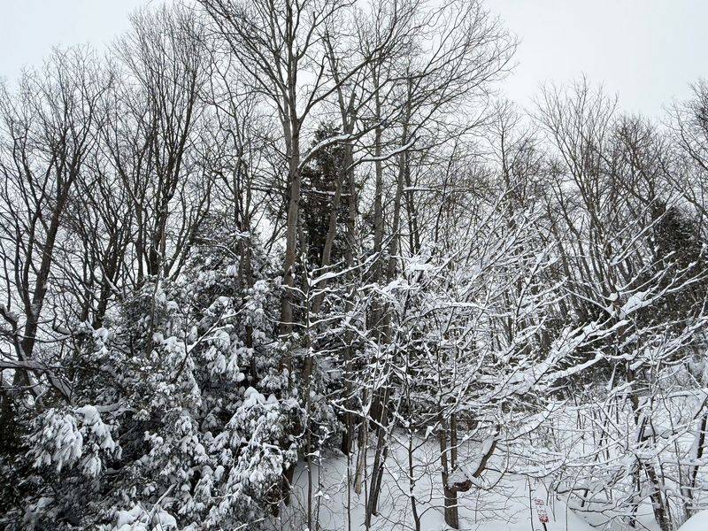 Snow covered trees are seen in Petoskey on March 16, 2026.