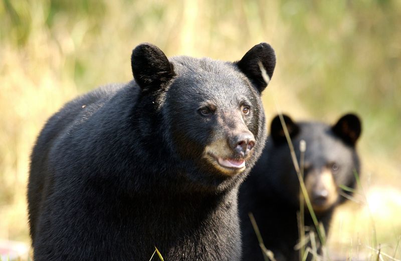 Black Bears emerging from their winter nests.