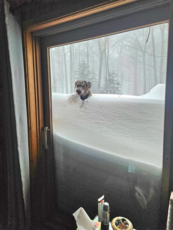 Fred the dog peers into the home of his neighbor, Jenny Paltzer, expecting to play like always (despite the several feet of snow on the ground).