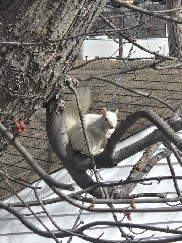 A rare white squirrel was spotted in the tree of a St. Clair Shores resident on Tuesday, March 17, 2026.