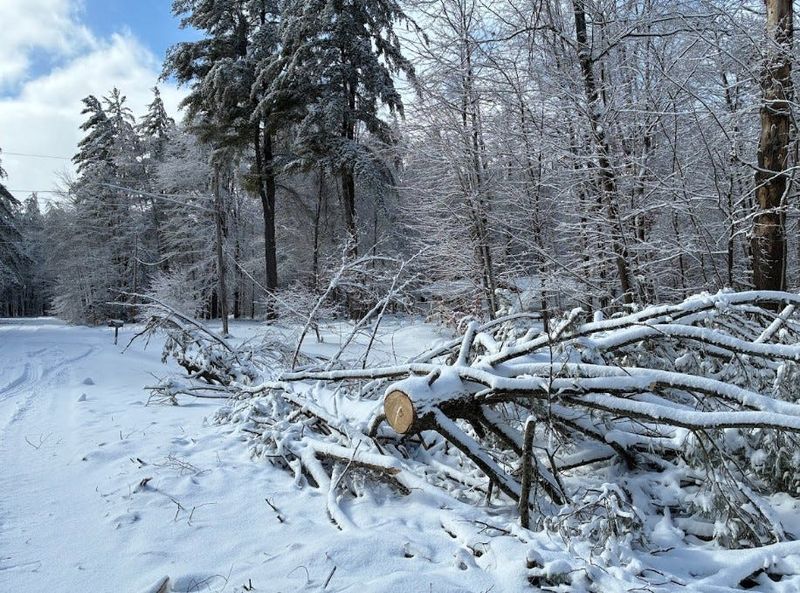 A power line is tangled in a tree on Spink Road in Lake Township on Tuesday, March 17, 2026.