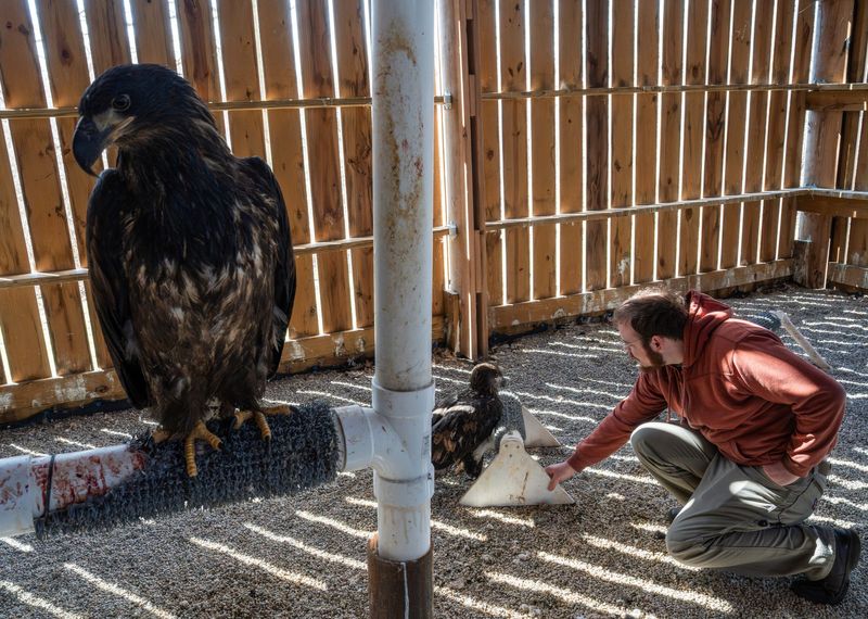 Jonah Wojnar, assistant rehabilitator at Wildside Rehabilitation and Education Center, reaches out to an eagle named Michigan under the center's care on Friday, March 20, 2026. It came in with lead poisoning of 189 parts per billion. Meanwhile, Carolina rests on a perch in the enclosure at the center in Eaton Rapids.
Wildlife rehabilitators around the state of Michigan are reporting bald eagles sickened, dying or dead from lead poisoning. The main way they seem to get the poisoining is eating fragments of lead ammunition from deer gut piles and lead sinkers from fish. The rehab has had four eagles die of lead poisoning in recent weeks.