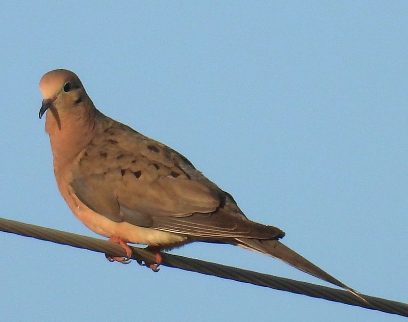 A mourning dove perches on an electrical line in Wichita County. The mourning dove is native to the Rolling Plains.