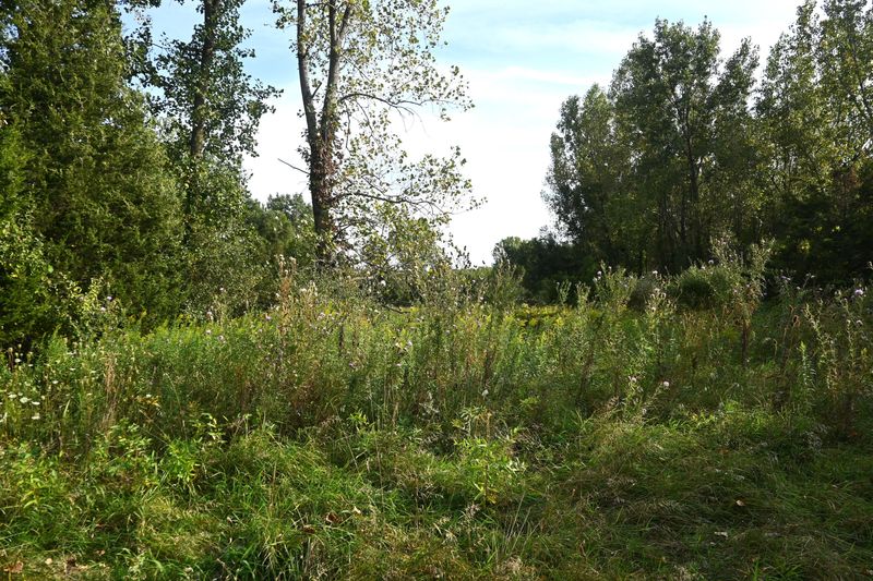 The woods on the Bater Road land are not prime timber. MSU forestry students would improve use the property to research forest restoration.