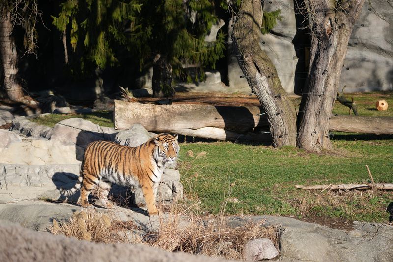Darya, the newest member of the Amur tiger group at the Detroit Zoo, was born in 2023.