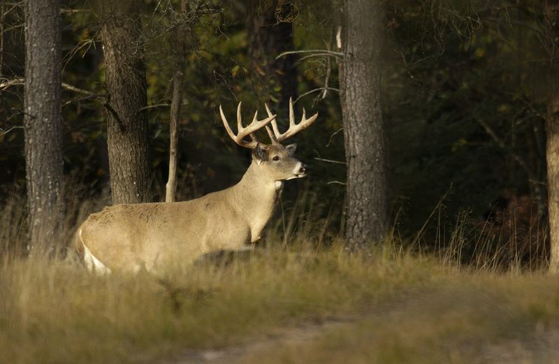 A large whitetail deer buck with a large antler rack is seen in this undated photo.