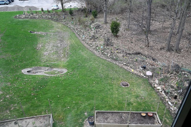 The view from the window of Changming Fan shows the landscaping green space that Fan has been planting and tending to at Mill Pond Manor on April 9, 2026, in Saline. Fan has been planting and tending to this landscaping since he moved into his apartment at Mill Pond Manor in 2013, with permission of the apartment complex manager. A new manager has told Fan that the area to the left of the large stone, bottom right, will be bulldozed, leaving a much smaller area for Fan to have plants, to the right of the large stone. Runoff water comes out of the pipes at left.