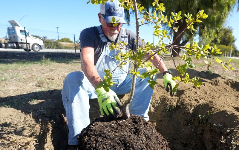 National Arbor Day, observed April 24, 2026, promotes environmental stewardship through tree planting.