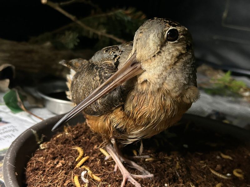 An injured woodcock stands in a dirt dish filled with mealworms and earthworms to replicate his natural diet at the Bird Center of Michigan wildlife rehabilitation facility in Saline in Spring 2024.