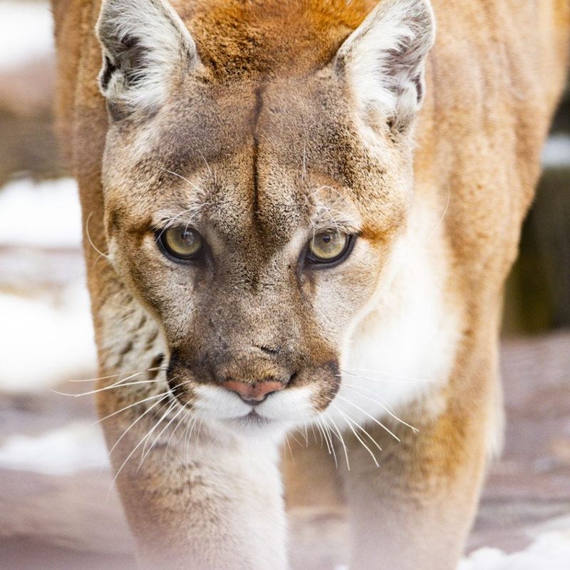 Female mountain lion named Elsa at the John Ball Zoo.