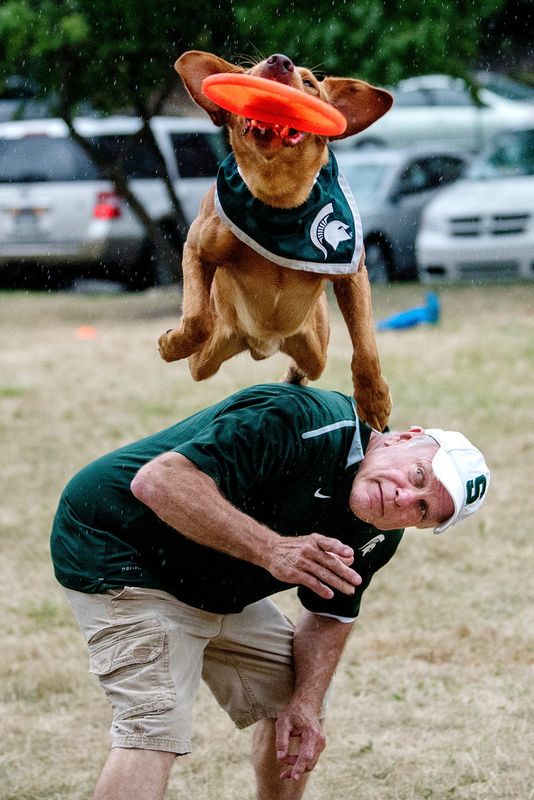 Zeke the Wonderdog IV leaps off his caretaker Jim Foley's back to catch a flying disc on Tuesday, July 31, 2018, at Valley Court Park in East Lansing.
