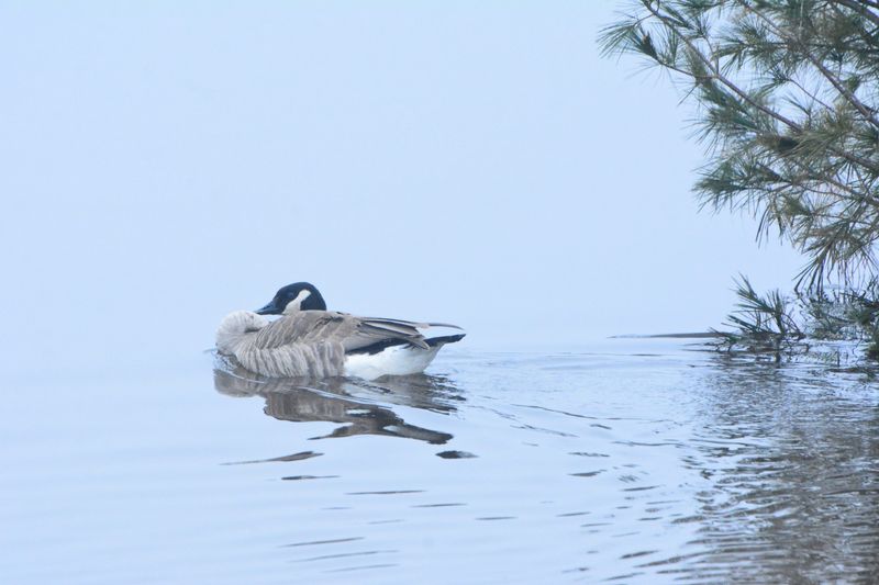 A good portion of the Cheboygan Golf & Country Club was flooded due to the Little Black River Watershed levee breach on Tuesday, April 14.