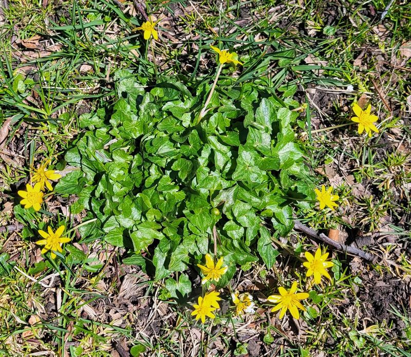 A lesser celandine plant growing along a pathway.