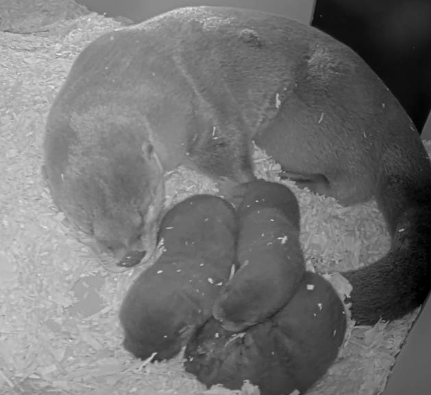 Detroit Zoo welcomed three otter pups on Tuesday, April 21.