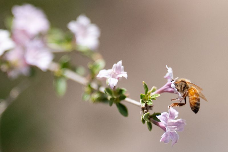 A bee collects pollen from a flower blooming at Goodwood Museum & Gardens as seen on Wednesday, April 8, 2026.