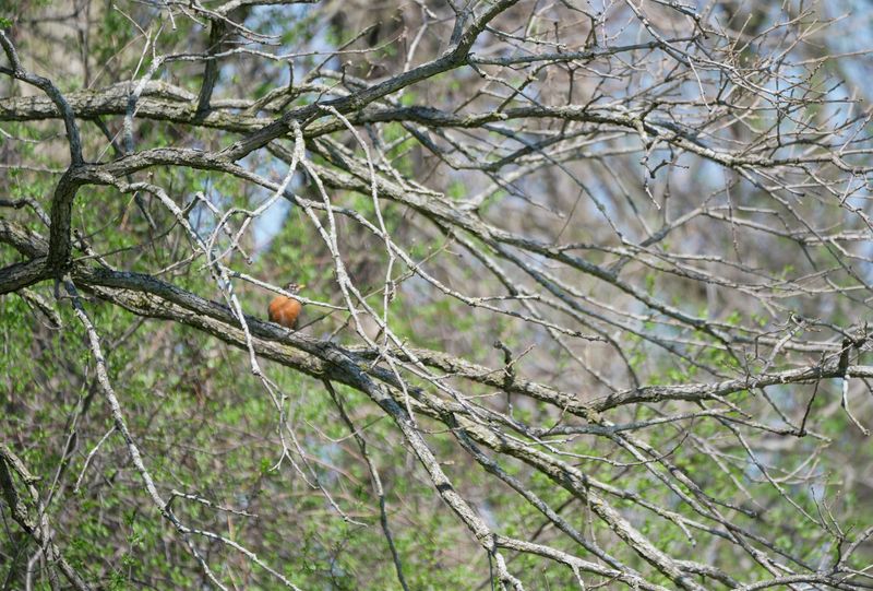 Meridian Trail at Meridian Centre Park in Brighton can be accessed by following a gravel path past the ball fields into the woods in the back of the park. An American robin sits on a branch on April 21, 2026.