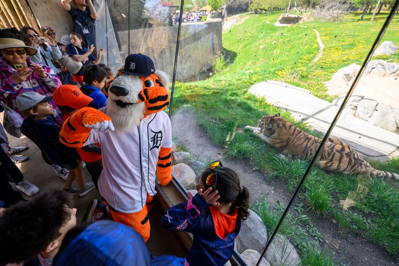 Detroit Tigers mascot Paws gets up close with a distant cousin while at the Detroit Zoo, in Royal Oak, April 26, 2026. The Detroit Tigers and the Detroit Zoo teamed up for Detroit Tigers Day at the zoo.