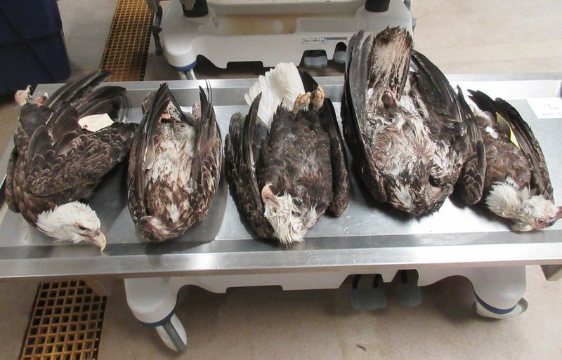 Authorities are asking for tips on the deaths of these five bald eagles, which were found this month in Delta County’s Garden Peninsula.