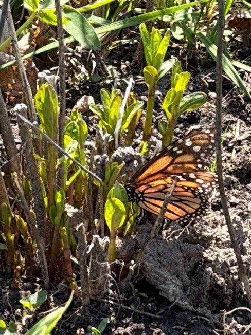 Adult female monarch butterfly laying eggs on a swamp milkweed plant in St. Clair Shores, located in southeast Michigan, on April 23.
