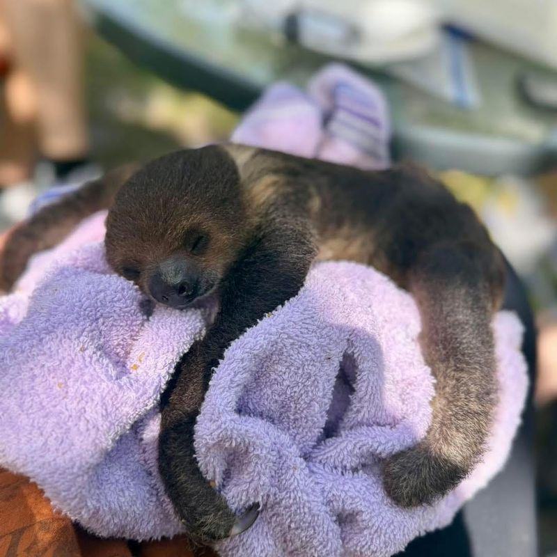 Flash is a 5-month-old sloth who lives at Carousel Acres in South Lyon.