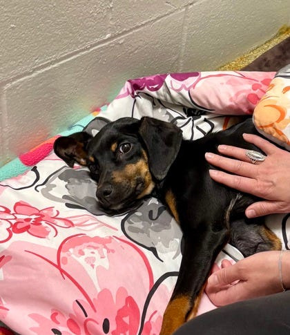 This dog was found in the area of Miller and Pleasant Grove roads and brought to Ingham County Animal Control.