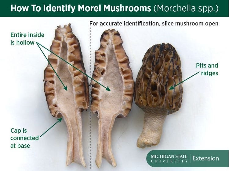 Graphic on how to identify a true morel mushroom.