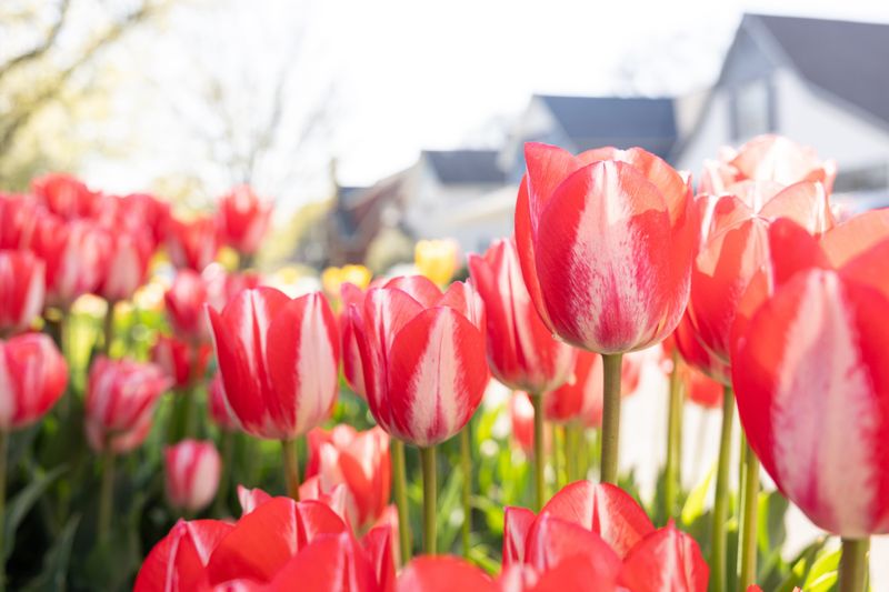 Tulip Time has only just ended, but next year's celebration could make history.