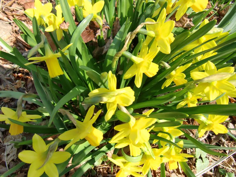 The daffodil aka narcissus represents a touch of poetry in the spring garden.